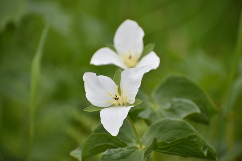 Trillium camschatcense (Trillium camschatcense)