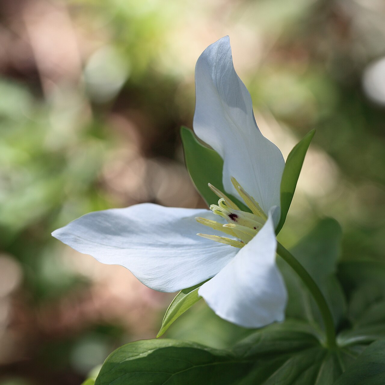Trillium camschatcense: Trillium camschatcense (synonym Trillium kamtschaticum), Tochigi Botanical Garden, Tochigi, Japan