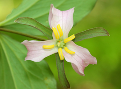 Bashful wakerobin (Trillium catesbaei)