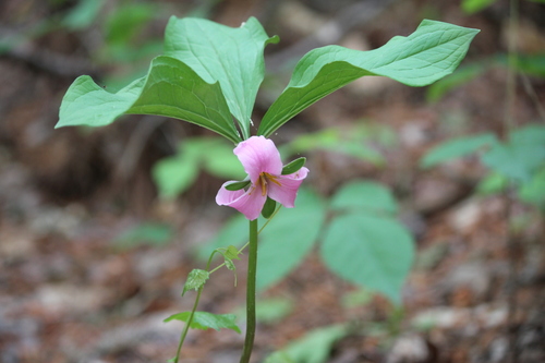 Bashful wakerobin (Trillium catesbaei)