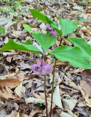 Bashful wakerobin (Trillium catesbaei)