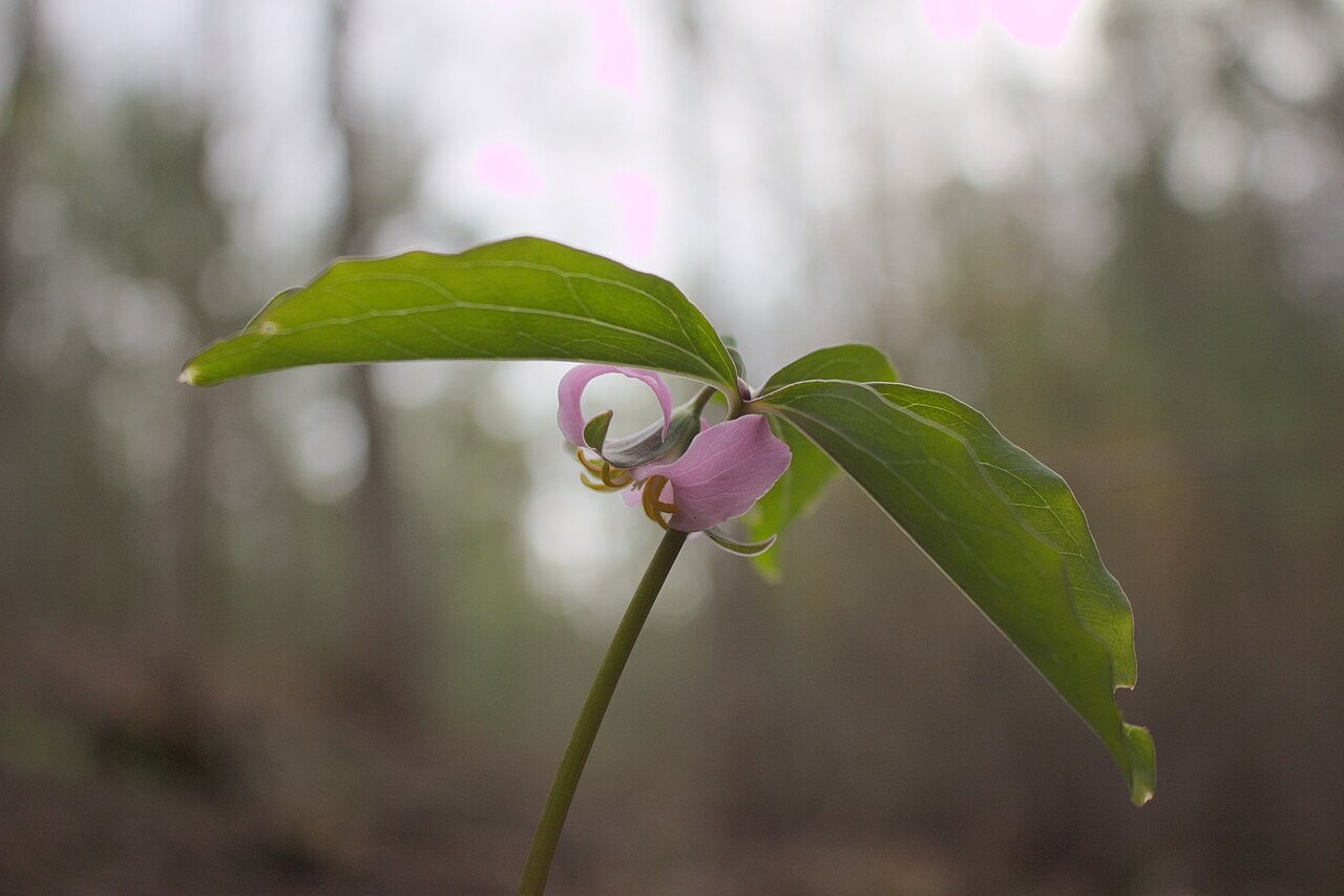 Bashful wakerobin: Trillium catesbaei in northern Georgia. Shows relative size of flower versus leafy bracts.