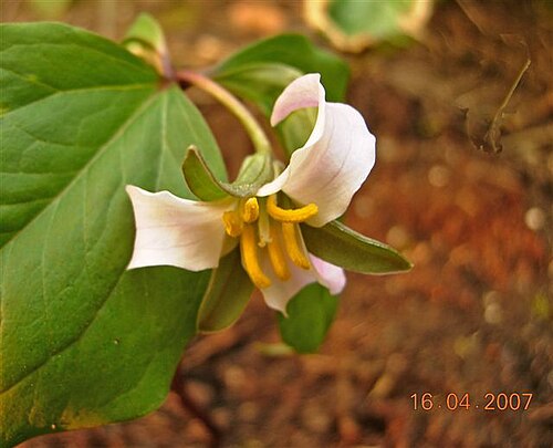 Bashful wakerobin: Trillium catesbaei