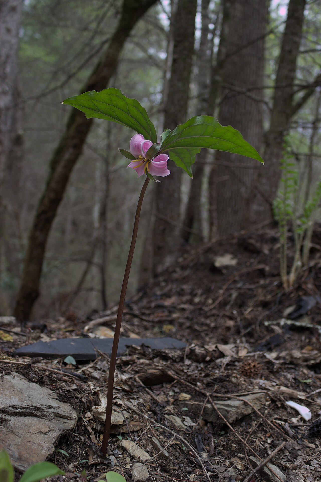 Bashful wakerobin: Trillium catesbaei in northern Georgia. Shows relative size of flower versus leafy bracts and scape (stem).