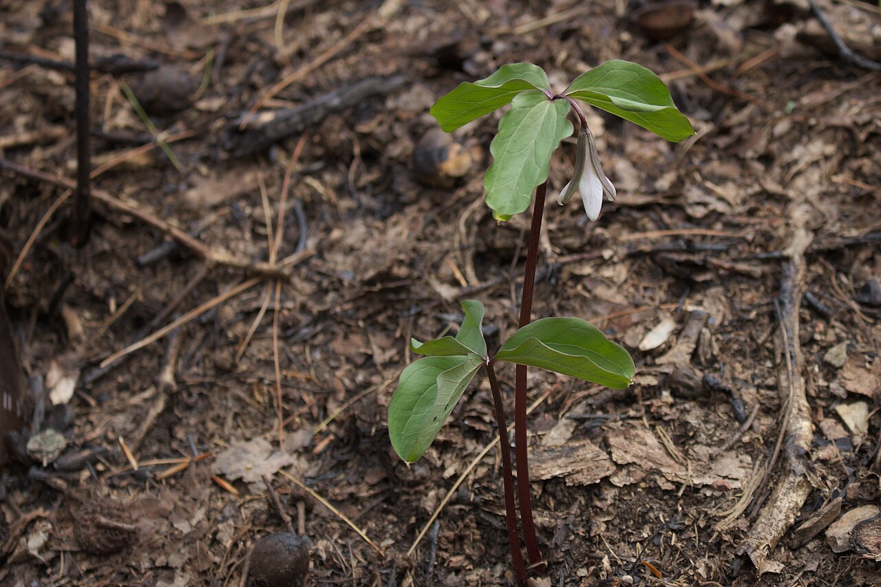 Bashful wakerobin: Trillium catesbaei during anthesis in northern Georgia. Shows relative size of flower versus leafy bracts and scape (stem).