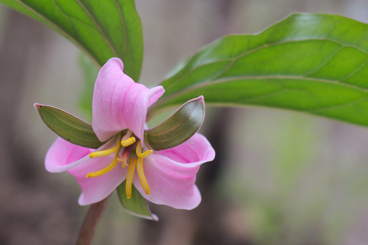 Bashful wakerobin: Trillium catesbaei in northern Georgia. Camera is facing upwards, from beneath the flower, which typically opens upside-down. Diagnostic floral details are appa