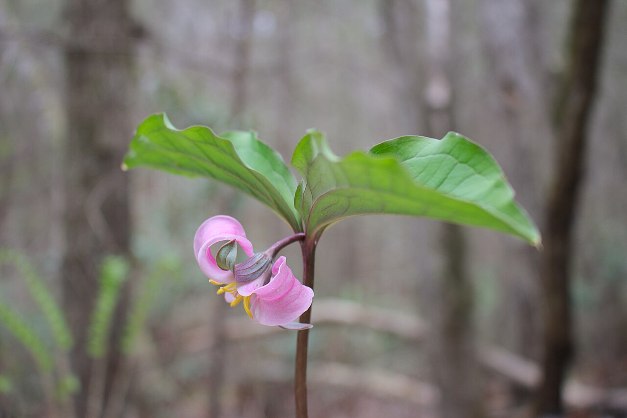 Bashful wakerobin: Trillium catesbaei in northern Georgia. Shows relative size of flower versus leafy bracts.