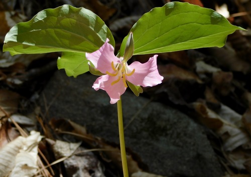 Bashful wakerobin (Trillium catesbaei)