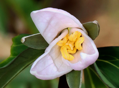 Bashful wakerobin (Trillium catesbaei)