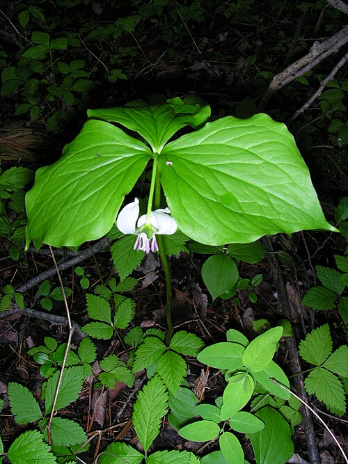 Whip-poor-will flower: Trillium_cernuum_4
