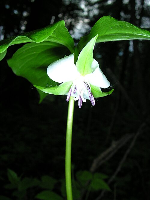 Whip-poor-will flower: Trillium_cernuum_3