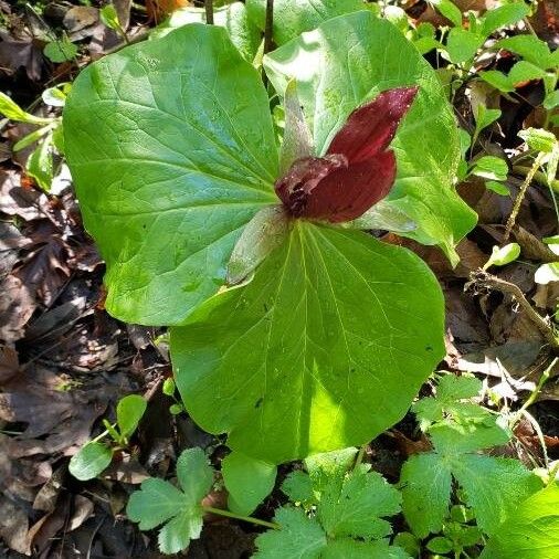 Giant wakerobin (Trillium chloropetalum)