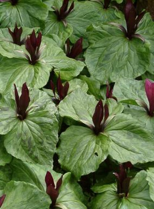 Giant wakerobin: Trillium chloropetalum rubrum, thumbnail. Photo by Ramin Nakisa .