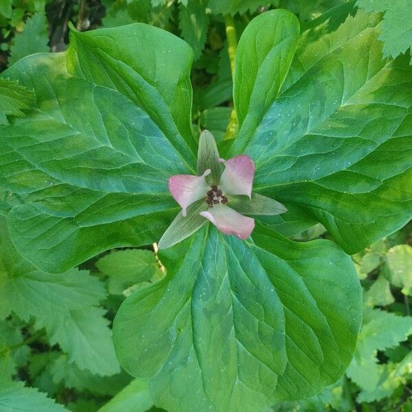 Giant wakerobin (Trillium chloropetalum)