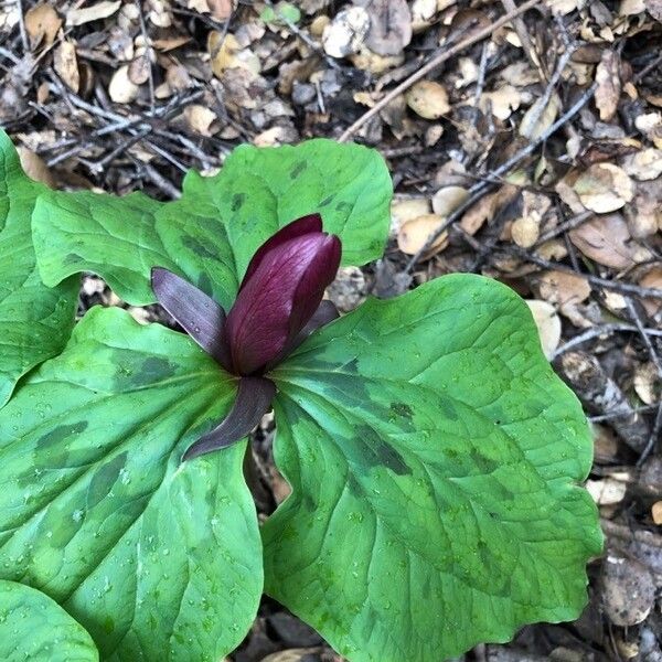 Giant wakerobin (Trillium chloropetalum)