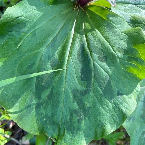Giant wakerobin (Trillium chloropetalum)
