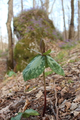 Little sweet Betsy (Trillium cuneatum)