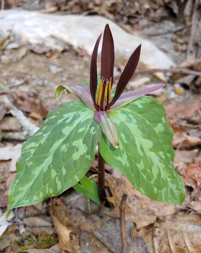Little sweet Betsy (Trillium cuneatum)