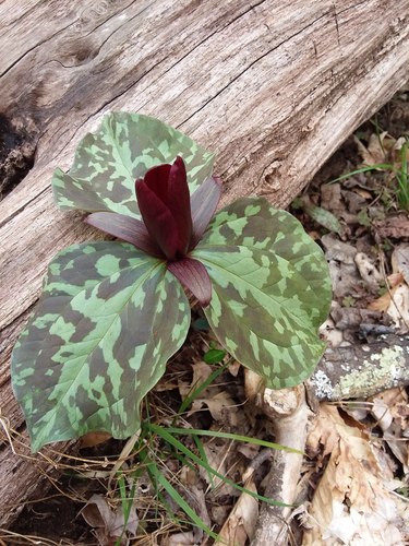 Little sweet Betsy (Trillium cuneatum)