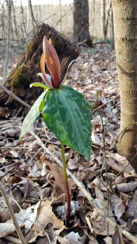Little sweet Betsy (Trillium cuneatum)