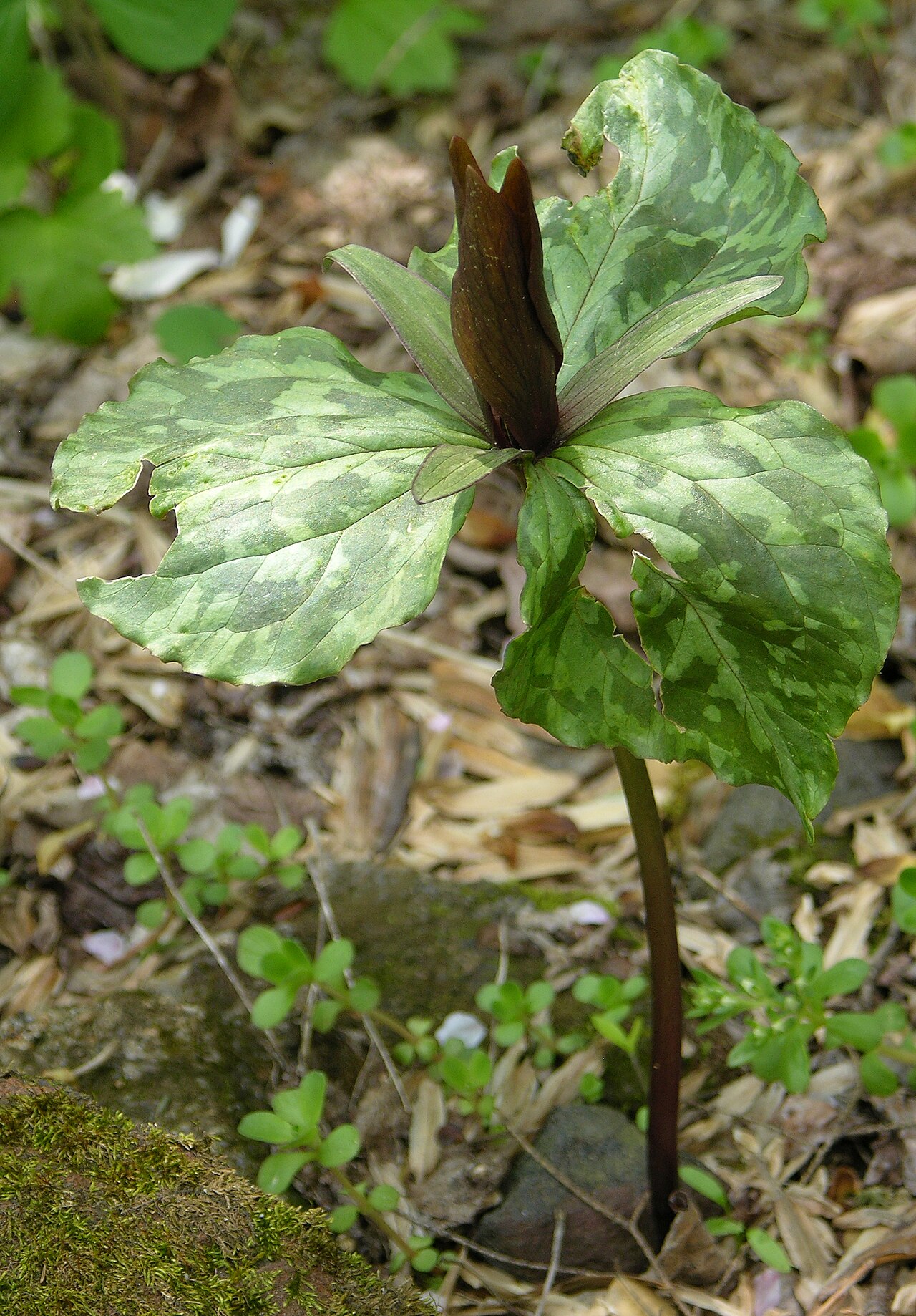 Little sweet Betsy: Photograph of a whole plant of the Large Toadshade en ( Trillium cuneatum en ). Photo taken at the Mt. Cuba Center where it was identified. Camera and Exposure