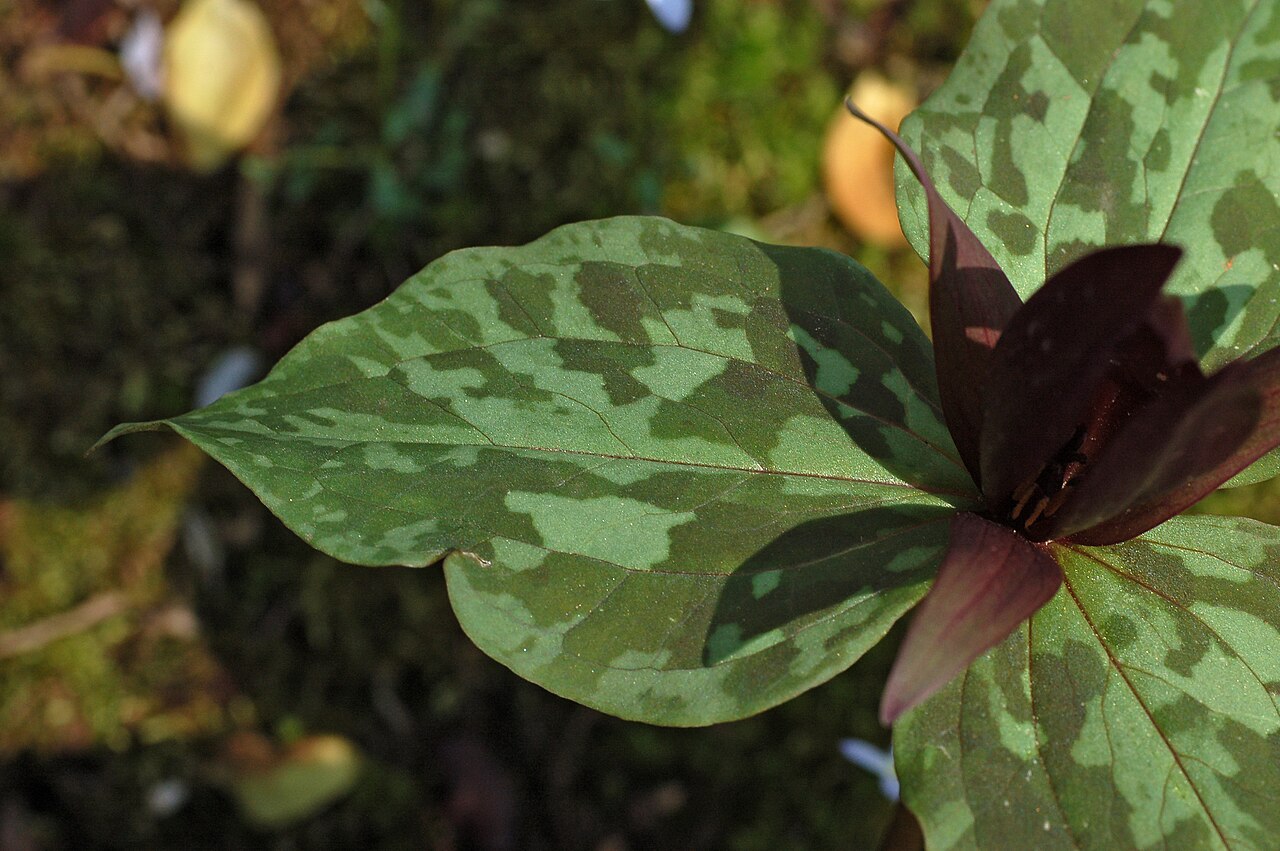 Little sweet Betsy: Photograph of a leaf of the Large Toadshade en ( Trillium cuneatum en ). Photo taken at the Mt. Cuba Center where it was identified. Camera and Exposure Details