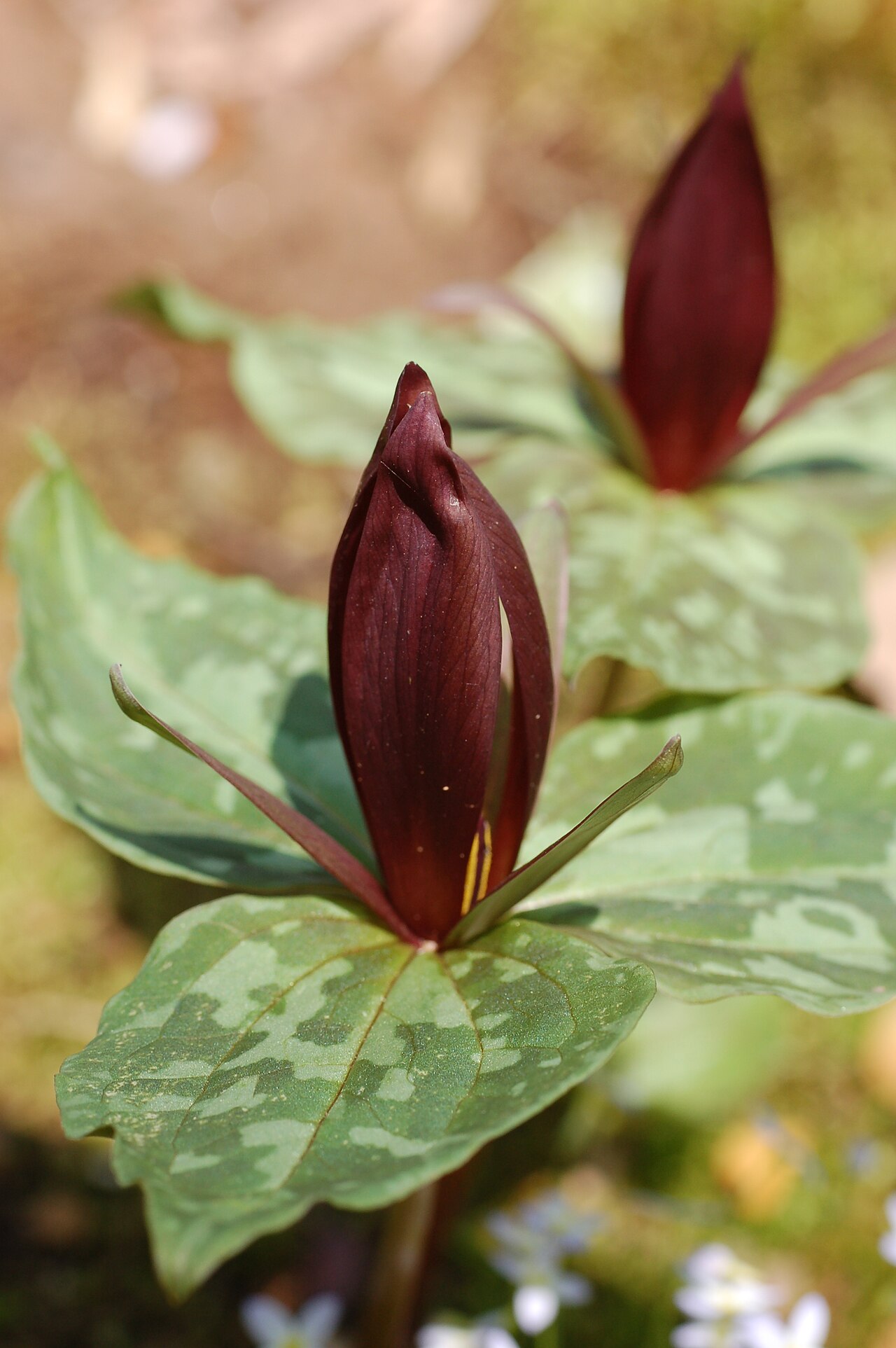 Little sweet Betsy: Photograph of the Large Toadshade en ( Trillium cuneatum en ). Photo taken at the Mt. Cuba Center where it was identified. Camera and Exposure Details: Camera: