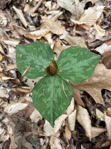 Little sweet Betsy (Trillium cuneatum)