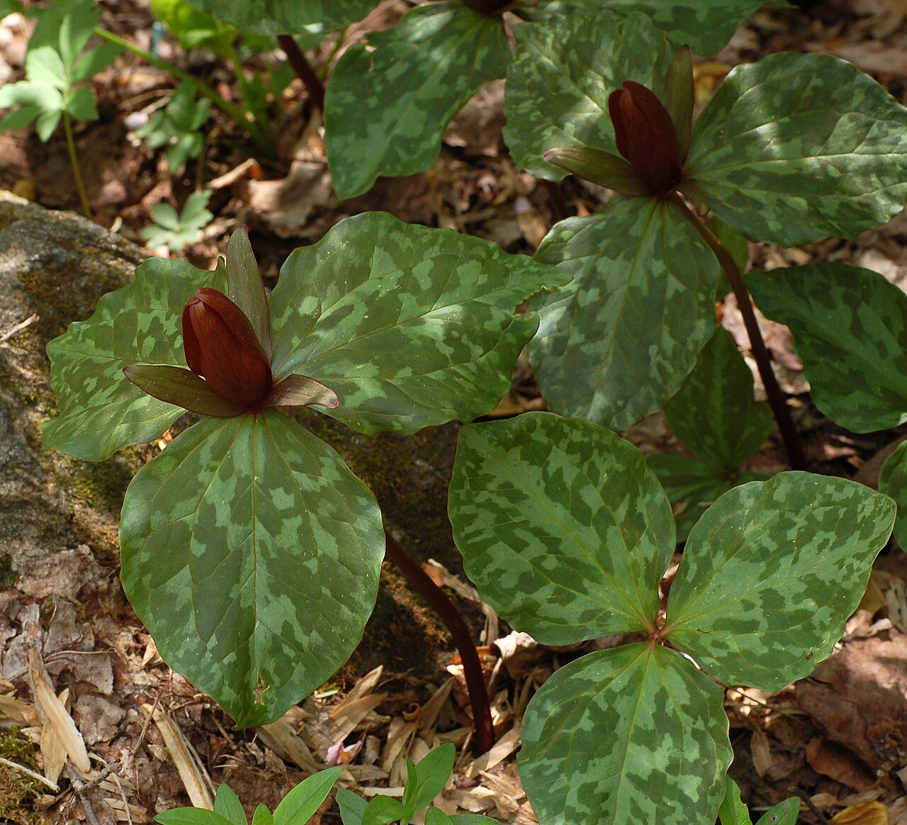 Little sweet Betsy: Photograph of the Large Toadshade en ( Trillium cuneatum en ). Photo taken at the Mt. Cuba Center where it was identified. Camera and Exposure Details: Camera: