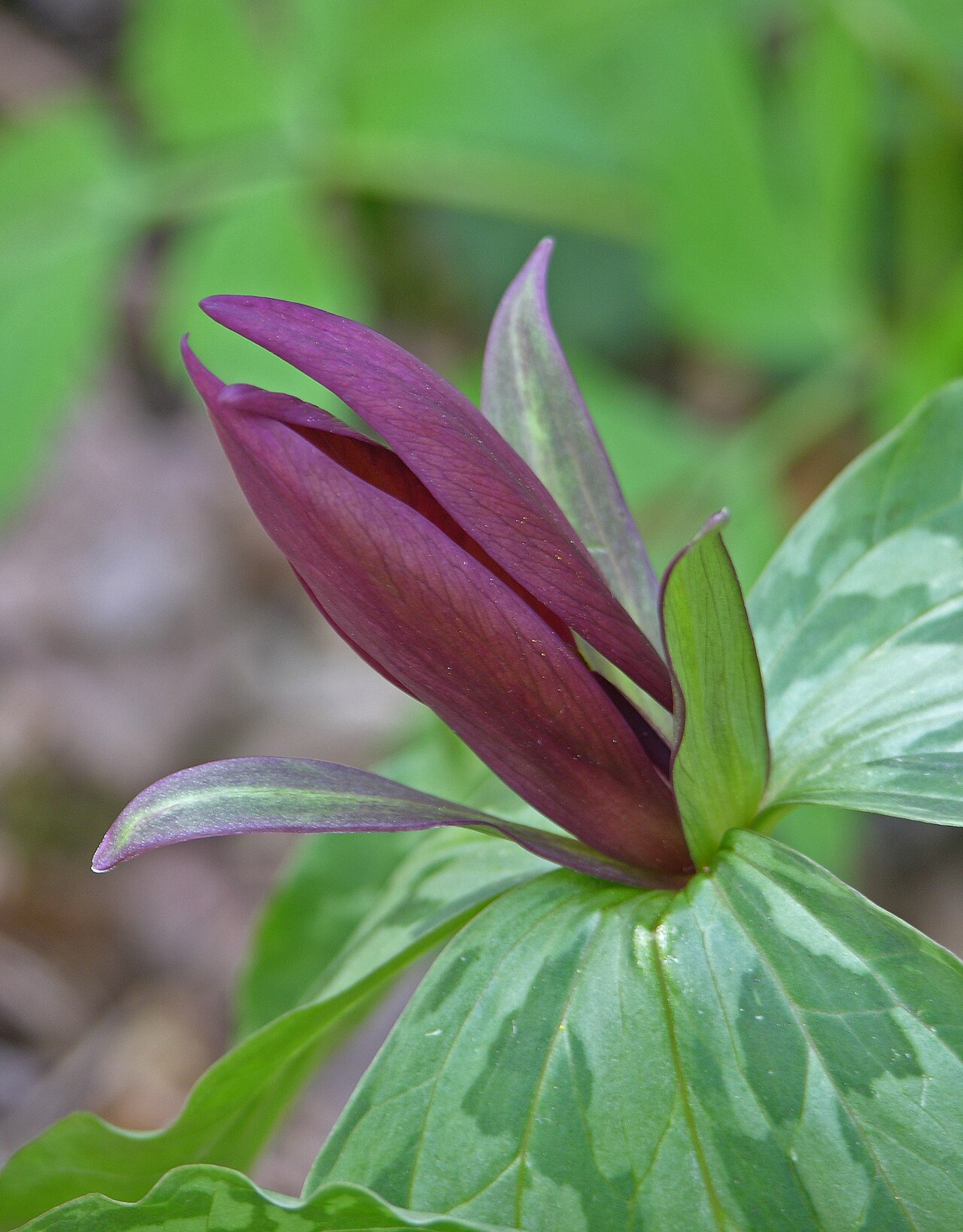 Little sweet Betsy: Photograph of the flower of a Large Toadshade en ( Trillium cuneatum en ). Photo taken at the Mt. Cuba Center where it was identified. Camera and Exposure Detai