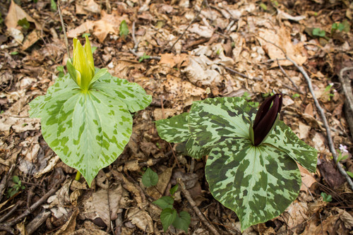 Little sweet Betsy (Trillium cuneatum)
