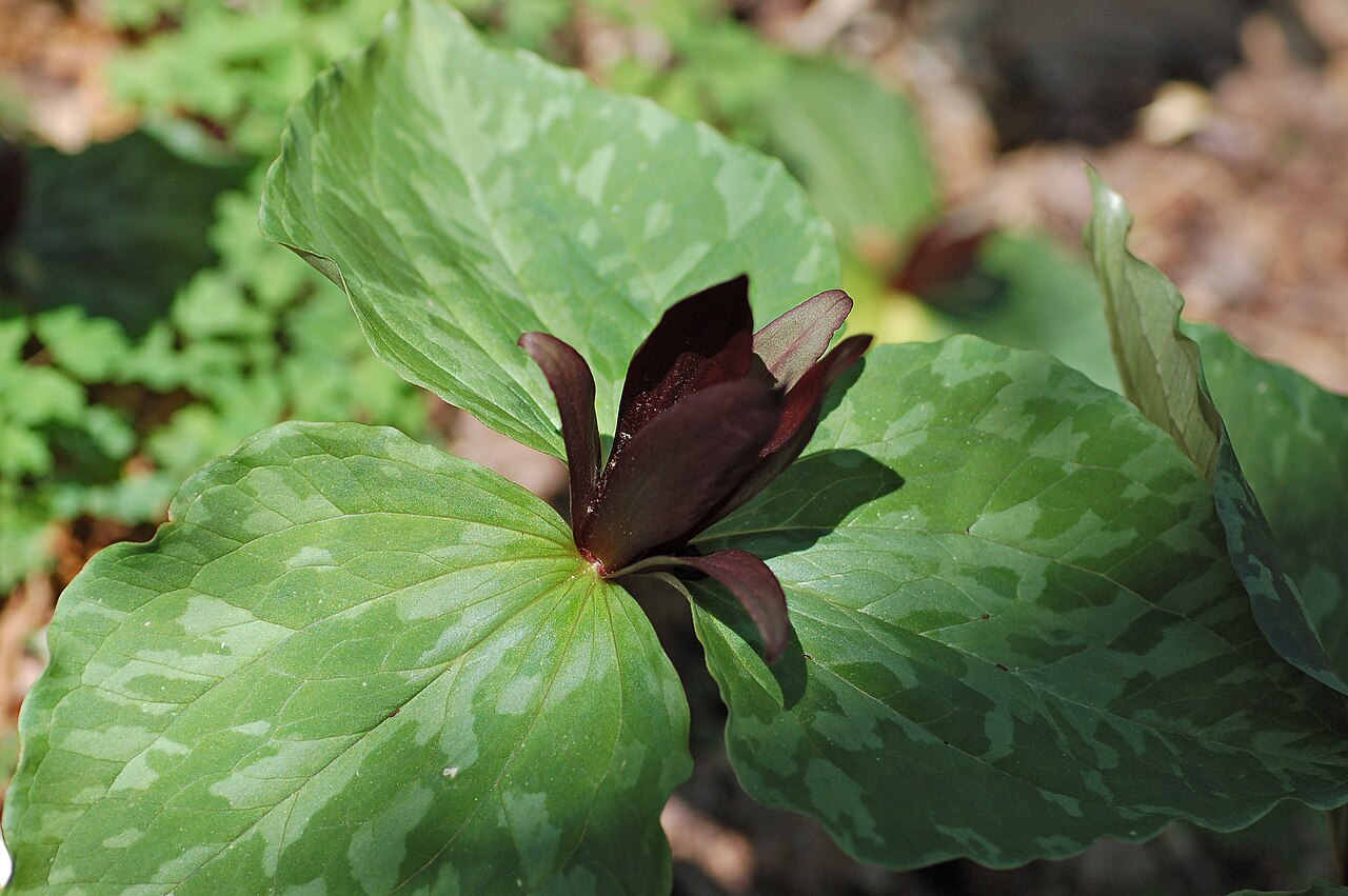 Little sweet Betsy: Photograph of the Large Toadshade en ( Trillium cuneatum en ). Photo taken at the Mt. Cuba Center where it was identified. Camera and Exposure Details: Camera: