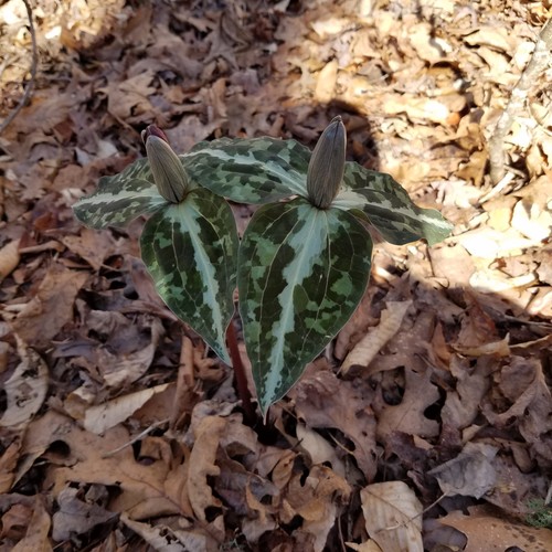 Chattahoochee River wakerobin (Trillium decipiens)