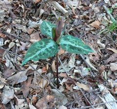 Chattahoochee River wakerobin (Trillium decipiens)