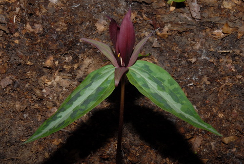 Chattahoochee River wakerobin (Trillium decipiens)