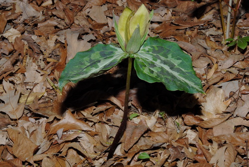Chattahoochee River wakerobin (Trillium decipiens)