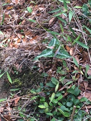 Chattahoochee River wakerobin (Trillium decipiens)