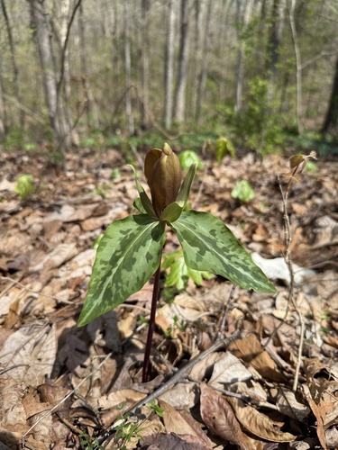 Chattahoochee River wakerobin (Trillium decipiens)