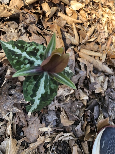 Chattahoochee River wakerobin (Trillium decipiens)
