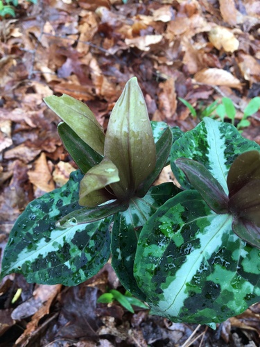 Chattahoochee River wakerobin (Trillium decipiens)
