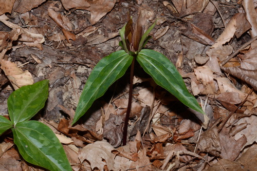 Chattahoochee River wakerobin (Trillium decipiens)