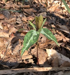 Chattahoochee River wakerobin (Trillium decipiens)