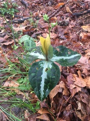 Chattahoochee River wakerobin (Trillium decipiens)