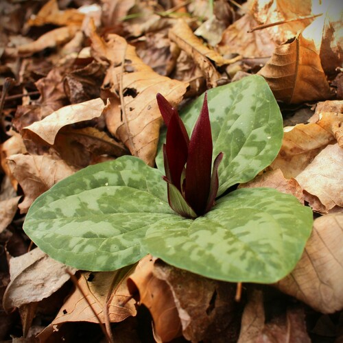 Trailing wakerobin (Trillium decumbens)