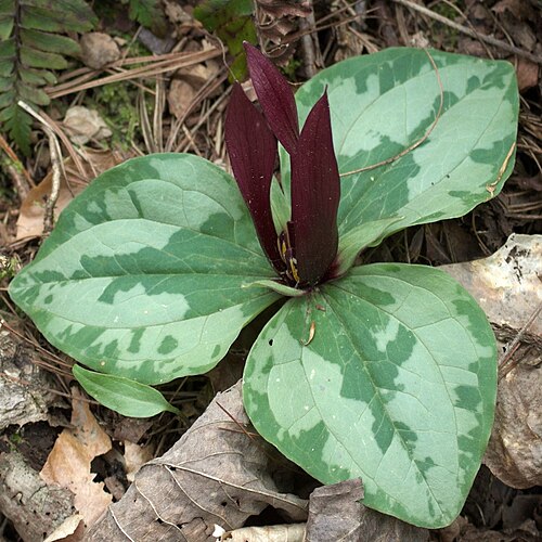 Trailing wakerobin: Trillium decumbens, a wildflower, in bloom in Murray County, Georgia, USA.