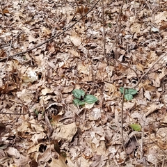 Trailing wakerobin (Trillium decumbens)