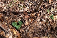 Trailing wakerobin (Trillium decumbens)