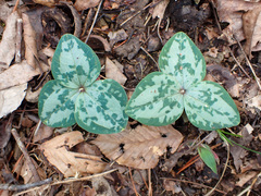 Trailing wakerobin (Trillium decumbens)