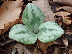 Trailing wakerobin (Trillium decumbens)