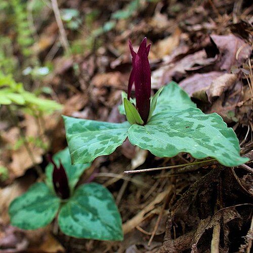 Trailing wakerobin: Trillium decumbens (Decumbent Trillium) in bloom in northern Georgia